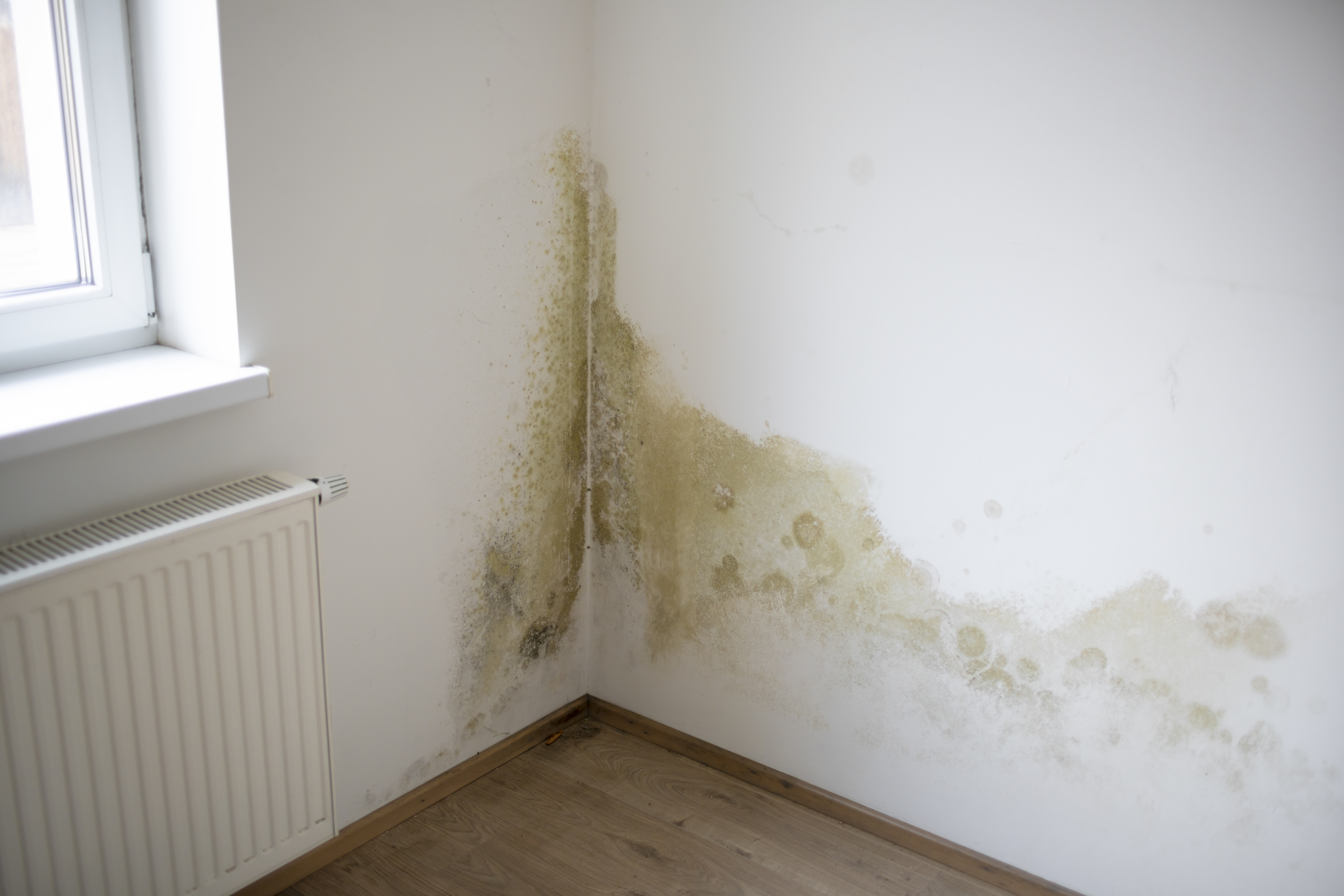 You are currently viewing Maximizing Your Mold and Water Damage Settlements: How Global Adjusters Can Help